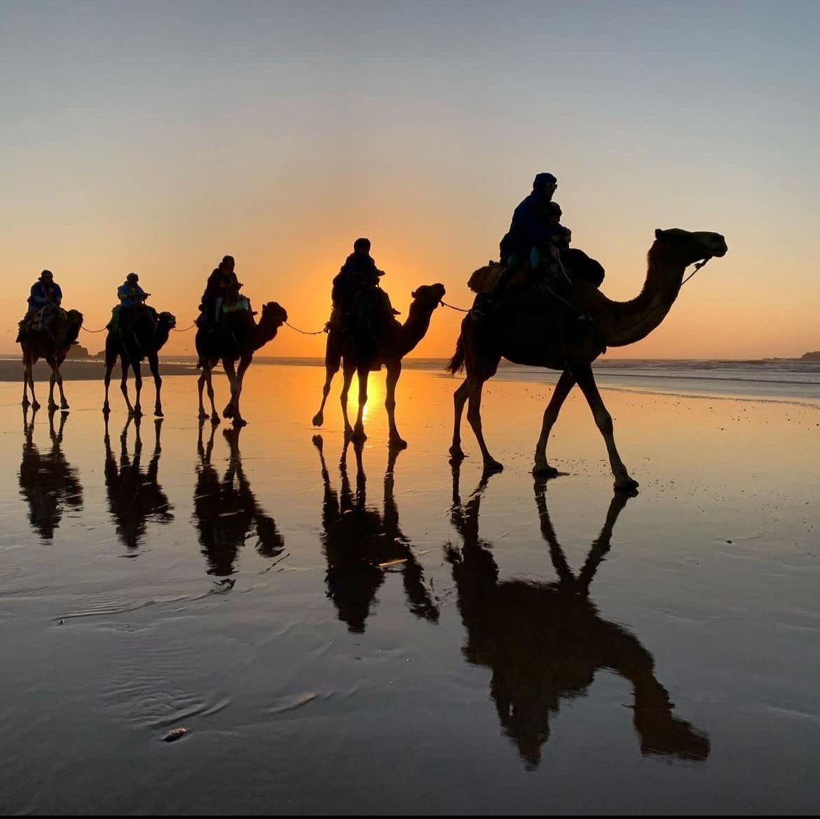 Activités Dromadaire à Essaouira